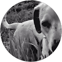 Michele Vakoski profile picture