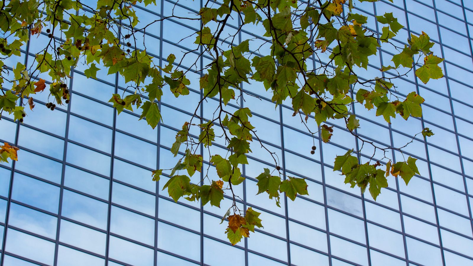 Illustrative leafy branches against a modern glass facade