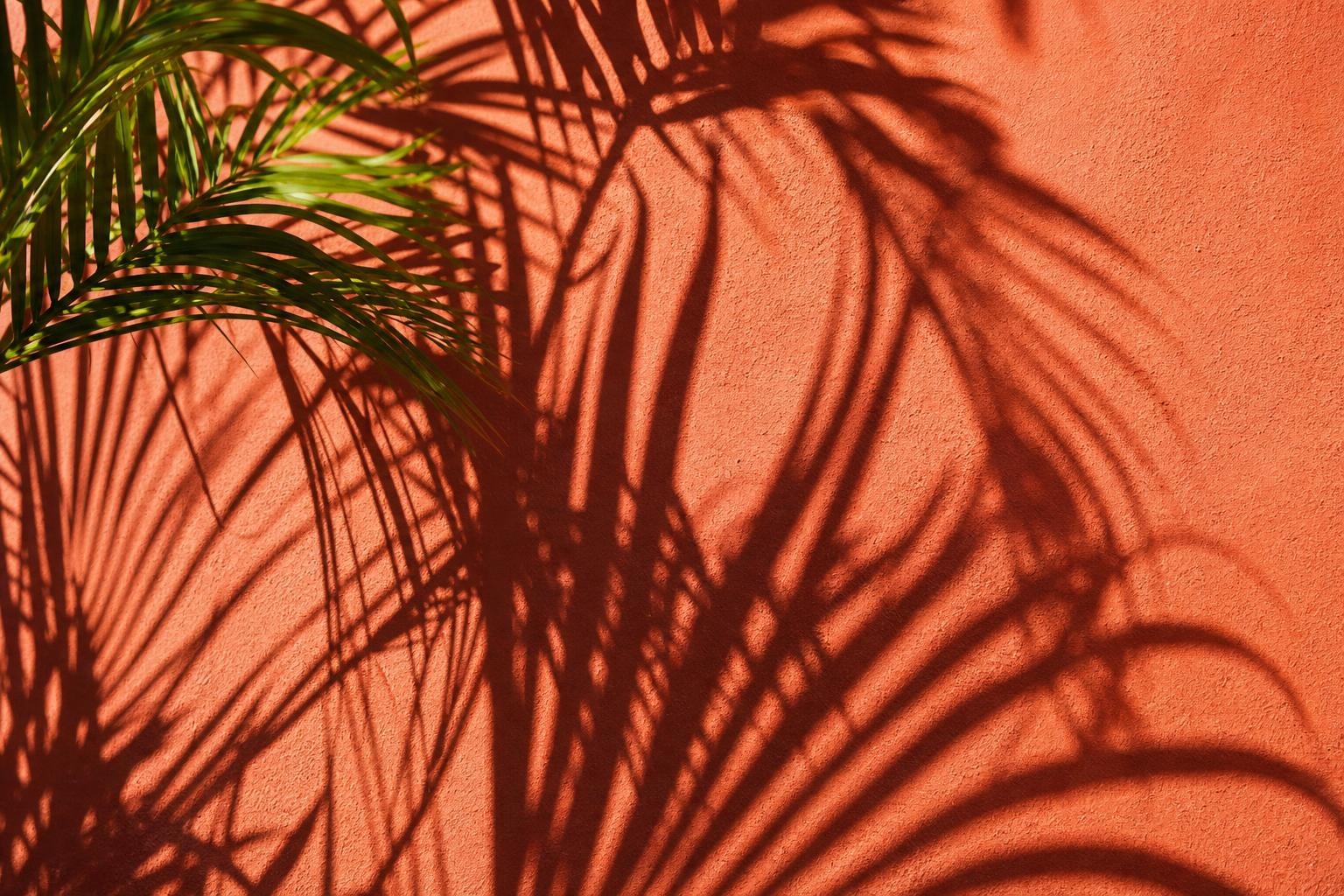 Illustrative palm frond shadows on a warm terracotta wall.